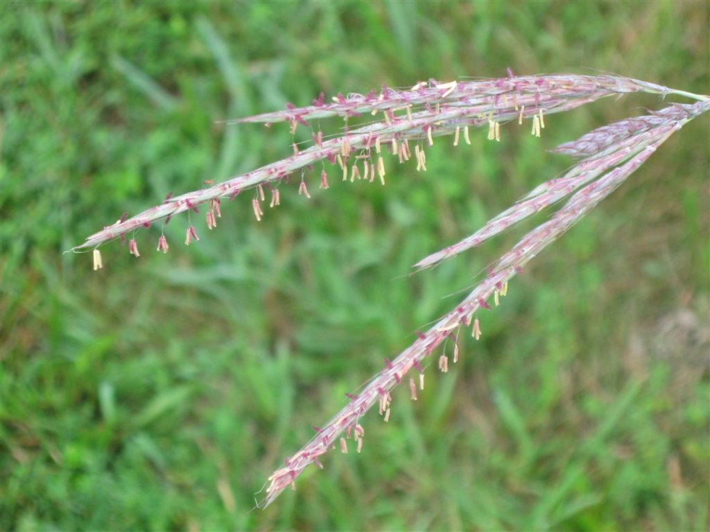 bigbluestem