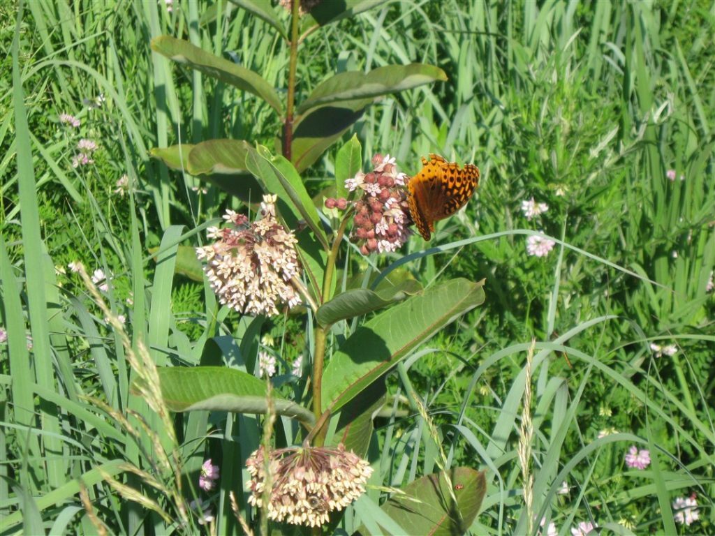 milkweed1